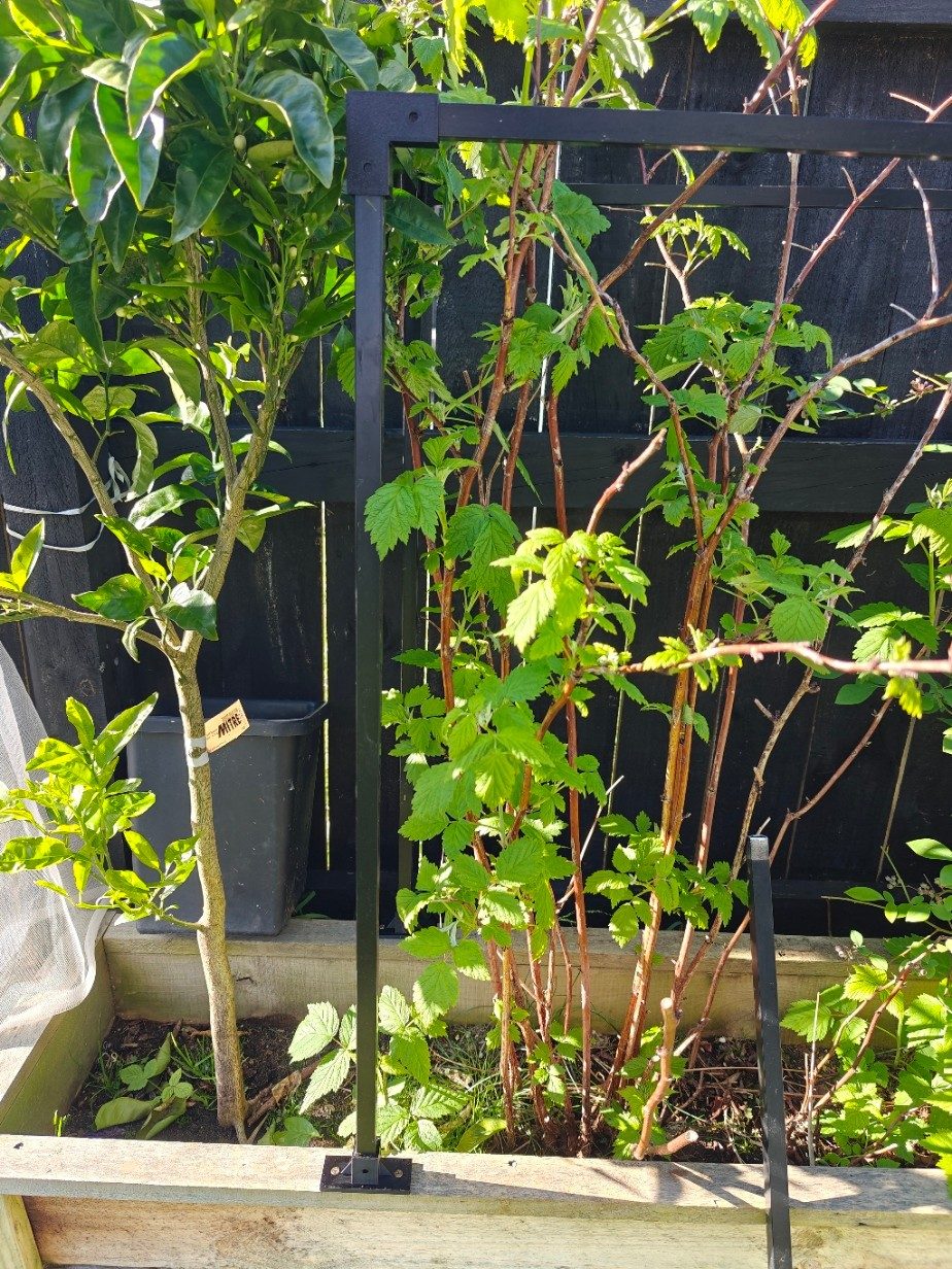 Aluminium frame with printed corner and base brackets standing over a raspberry bed.